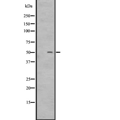 Polyclonal Rabbit anti-Human BOB / GPR15 Antibody (WB)