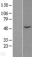 CATSPER2 Protein (Over-Expression Lysate Myc-DDK (Flag))