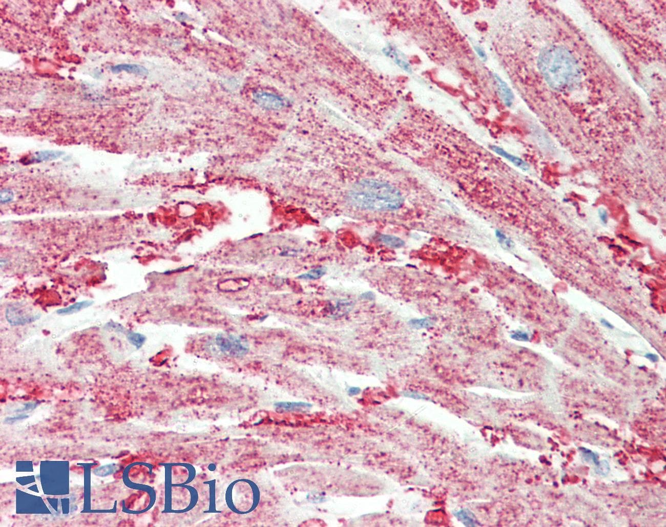 SLC30A1 / ZNT1 Antibody (aa281-330)