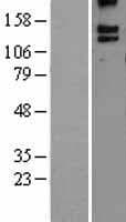 ADGRB3 / BAI3 Protein (Over-Expression Lysate Myc-DDK (Flag))
