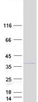 Human PUSL1 Protein (Recombinant Myc-DDK (Flag))