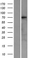 KCNQ4 Protein (Over-Expression Lysate Myc-DDK (Flag))