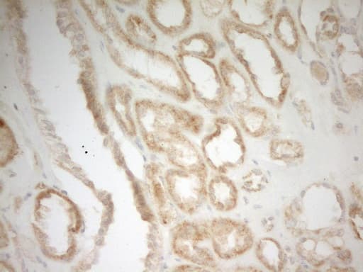 MRPL15 Antibody (aa28-296, clone OTI7A3)
