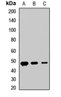 JAM2 Antibody