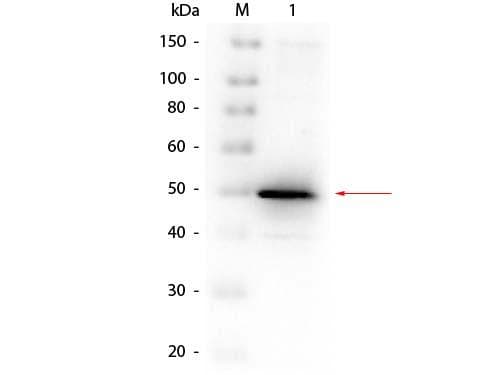 PHOA Antibody (Lyophilized)
