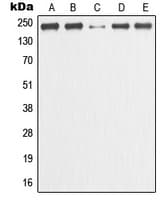 MCM3AP / GANP Antibody (C-Terminus)