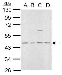 MVD Antibody (aa156-371)