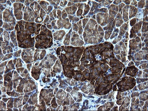 FNDC8 Antibody (clone OTI1C10)
