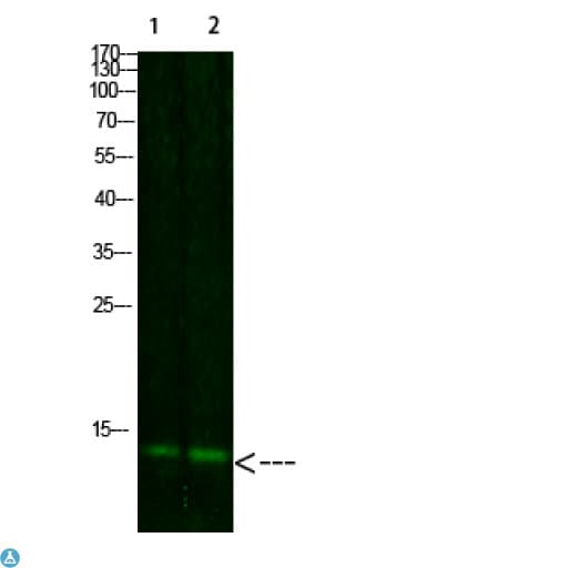 Polyclonal Rabbit anti-Human Thioredoxin / TRX Tag Antibody (WB)