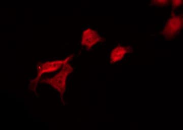 SYN / FYN Antibody