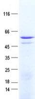 Human ZNF529 Protein (Recombinant His, N-Terminal)