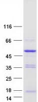 Human PLEKHA1 Protein (Recombinant Myc-DDK (Flag))