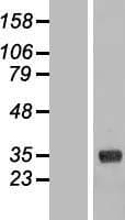 COLEC11 Protein (Over-Expression Lysate Myc-DDK (Flag))