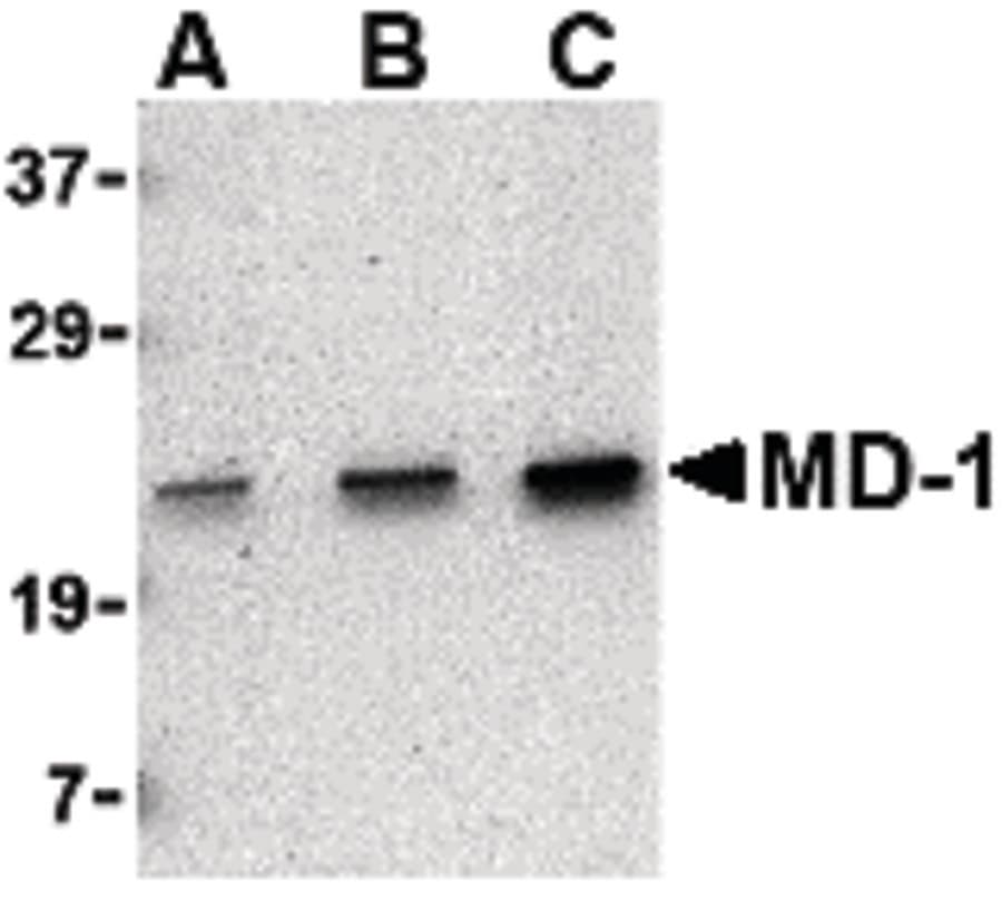 MD-1 / LY86 Antibody