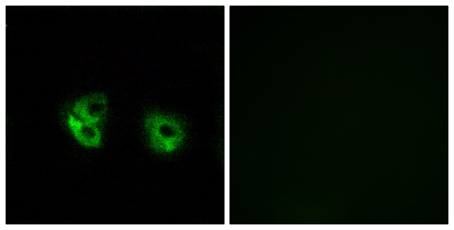 MARCH2 Antibody (aa191-240)