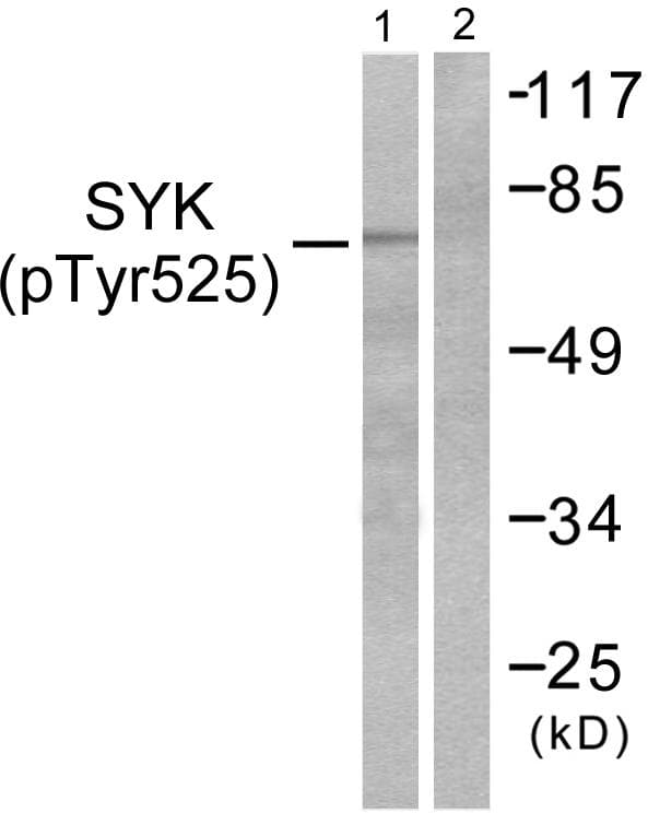 SYK Antibody (phospho-Tyr525)