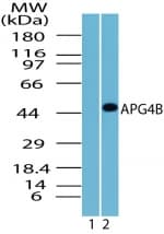 APG4B / ATG4B Antibody