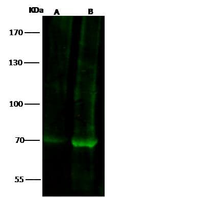 FOXP2 Antibody (Preservative Free)