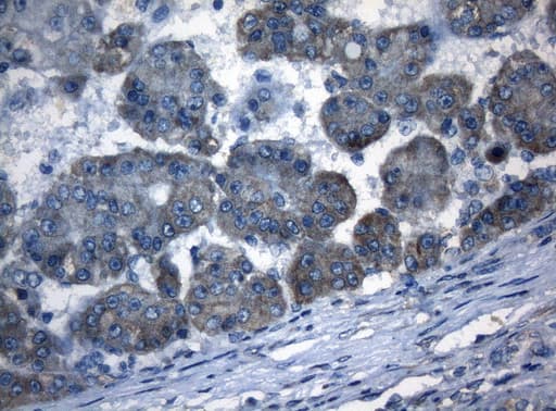 AKT1 Antibody (clone OTI1D12, Carrier-free)