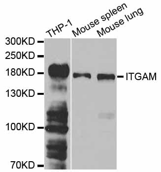 ITGAM / CD11b Antibody