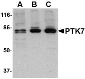 CCK4 / PTK7 Antibody