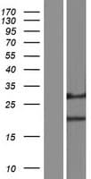 DERL1 / Derlin 1 Protein (Over-Expression Lysate Myc-DDK (Flag))