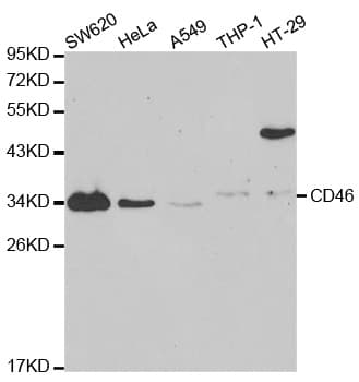CD46 Antibody