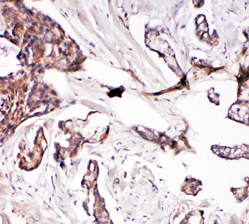 GLRX2 / Glutaredoxin 2 Antibody (aa103-119)