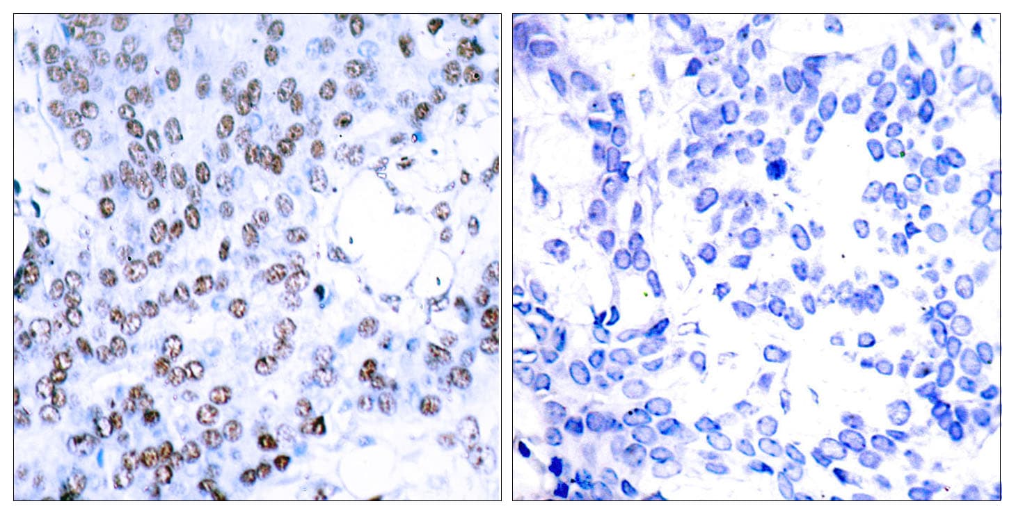 JUNB / JUN-B Antibody (aa46-95)