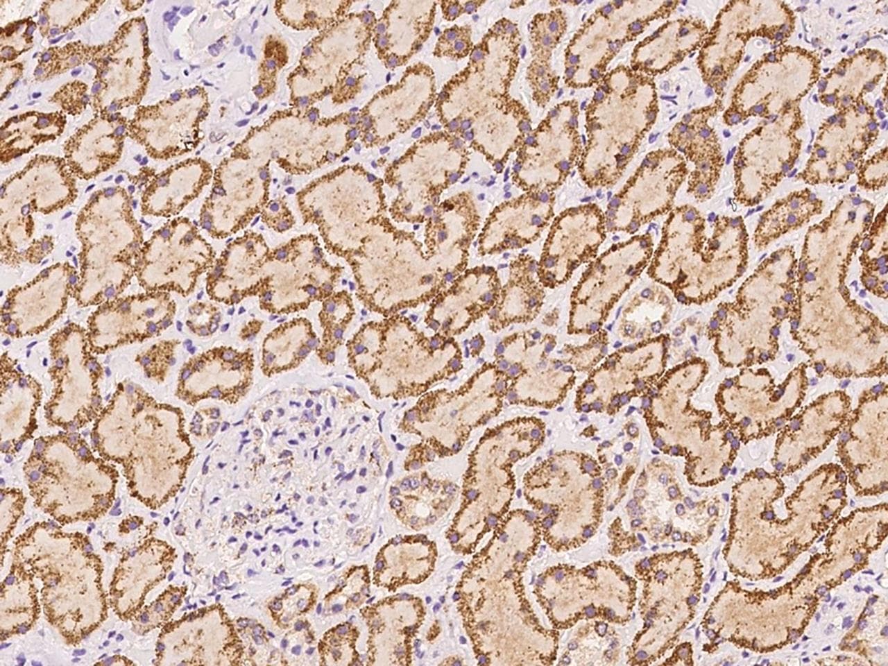 Polyclonal Rabbit anti-Human SBNO2 Antibody (IHC, IF)