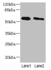 PLD4 / Phospholipase D4 Antibody (aa52-506)
