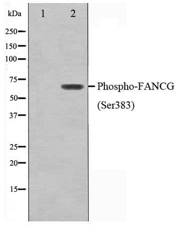 Polyclonal Rabbit anti-Human FANCG Antibody (phospho-Ser383, WB)