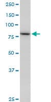 Monoclonal Mouse anti-Human SETDB2 Antibody (clone 2F4, WB)