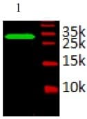 TFF3 / Trefoil Factor 3 Antibody (Preservative Free)