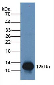 S100A8 / MRP8 Antibody (aa1-93)