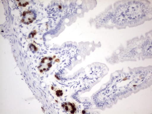 BrdU Antibody (clone 2H8)