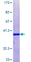 Human Gastric Inhibitory Peptide Protein (Recombinant GST)
