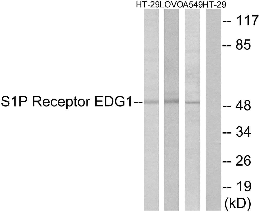 Polyclonal Rabbit anti-Human S1PR1 / EDG1 / S1P1 Antibody (aa206-255, IF, WB)