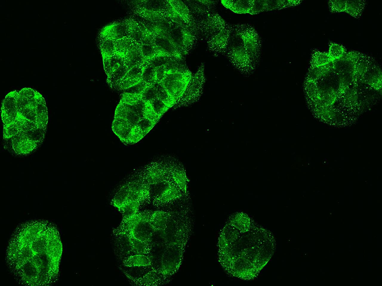Polyclonal Rabbit anti-Human CA-VB / CA5B Antibody (Preservative Free, IF)