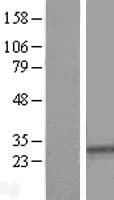 SYPL1 Protein (Over-Expression Lysate Myc-DDK (Flag))