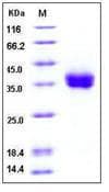 Human CD274 / B7-H1 / PD-L1 Protein (Recombinant His,C-terminus)
