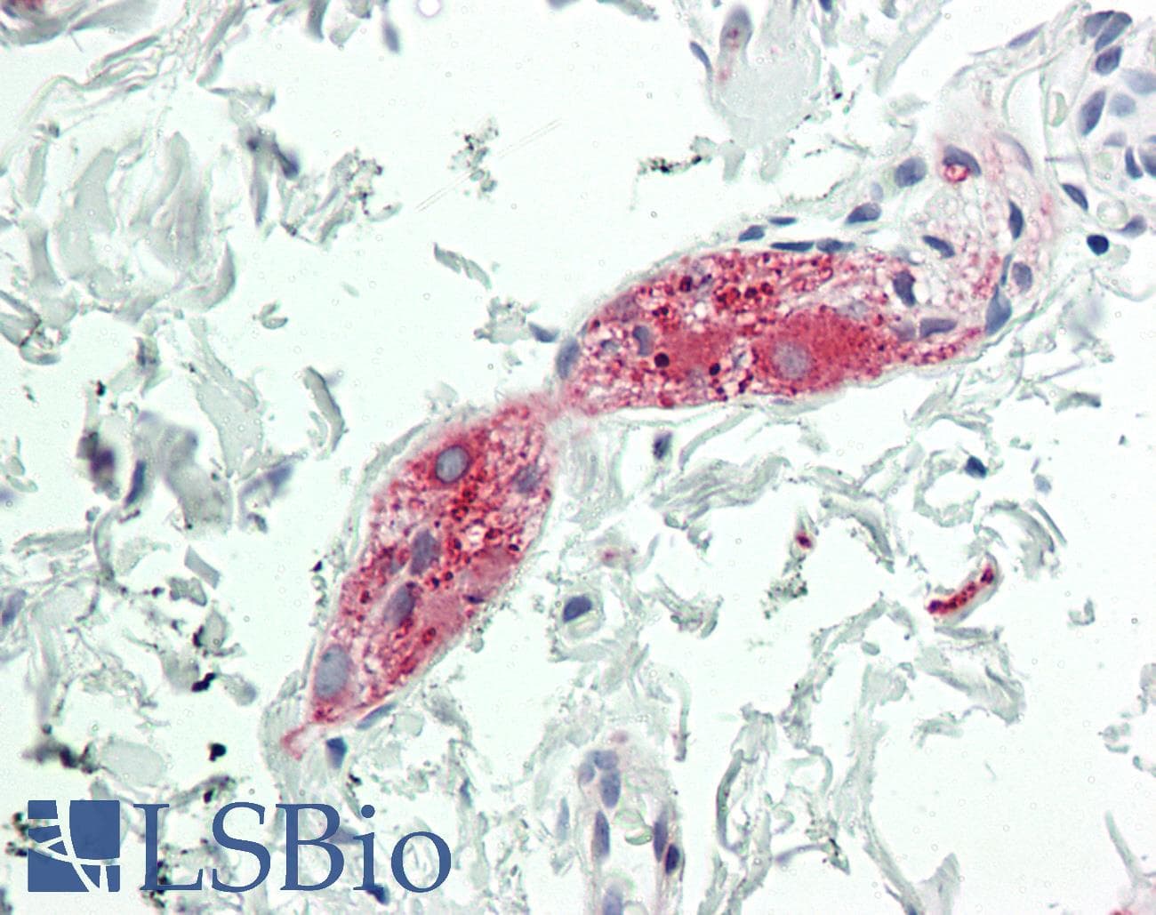 PathPlus™ MOG Antibody (aa163-174)