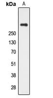 IHC-plus™ CUBN / Cubilin Antibody (N-Terminus)