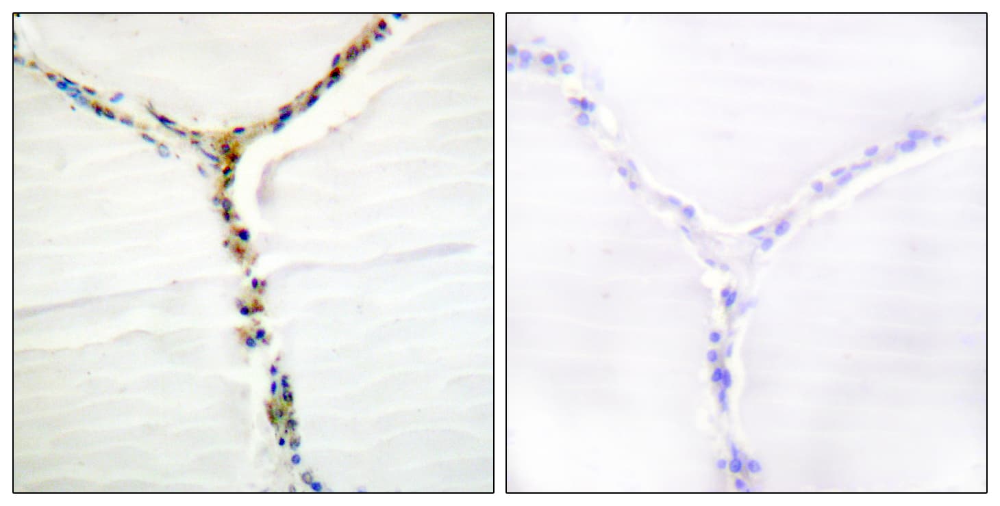 AHR Antibody (phospho-Ser36)