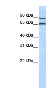 GPR75 Antibody (aa468-517)