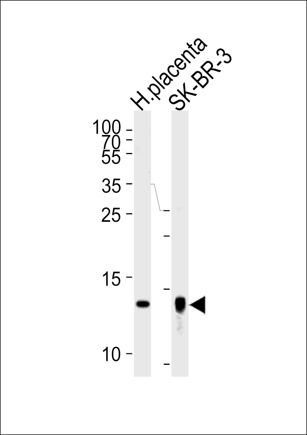 TXN2 / Thioredoxin 2 Antibody (aa136-166)
