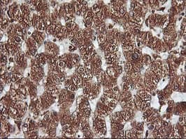 KCNAB1 Antibody (clone OTI4E7, Carrier-free)