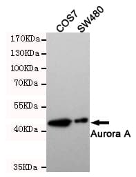 AURKA / Aurora-A Antibody