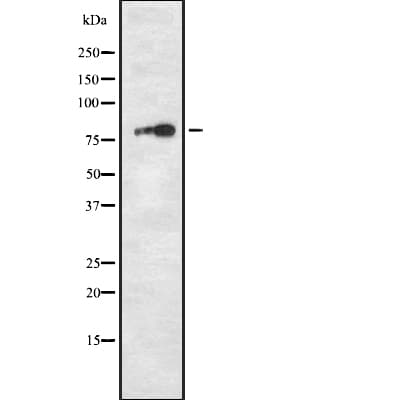 TPX2 Antibody