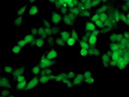 TOMM34 Antibody (clone OTI2A9, Carrier-free)